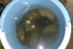 Cub Scouts Crab fishing 2014