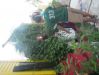 th_imgp0012